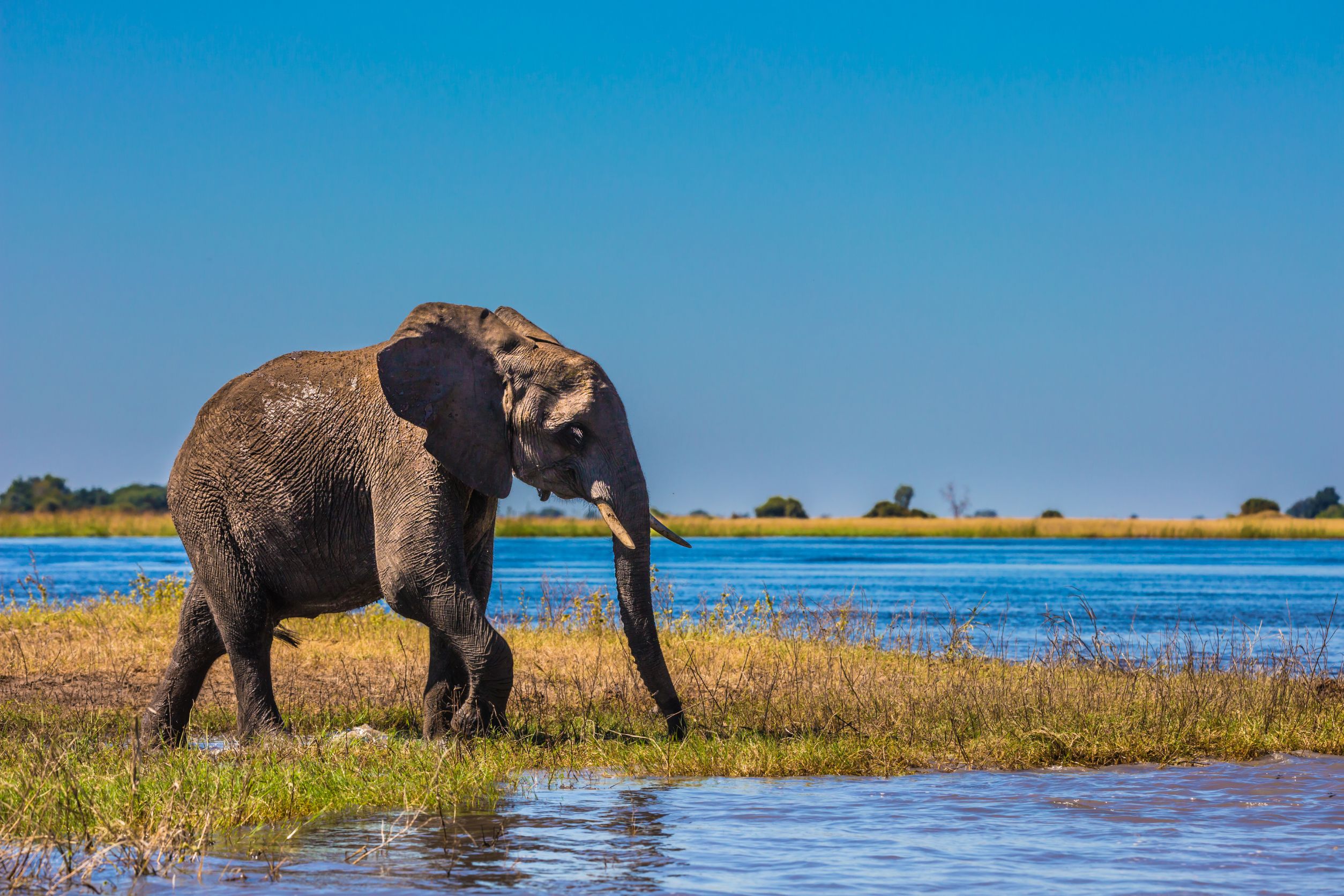 Safari in the Okavango Delta, Botswana