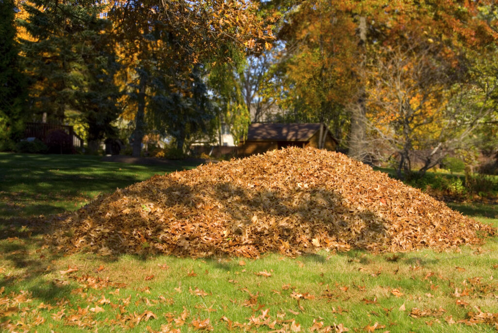 pile of leaves