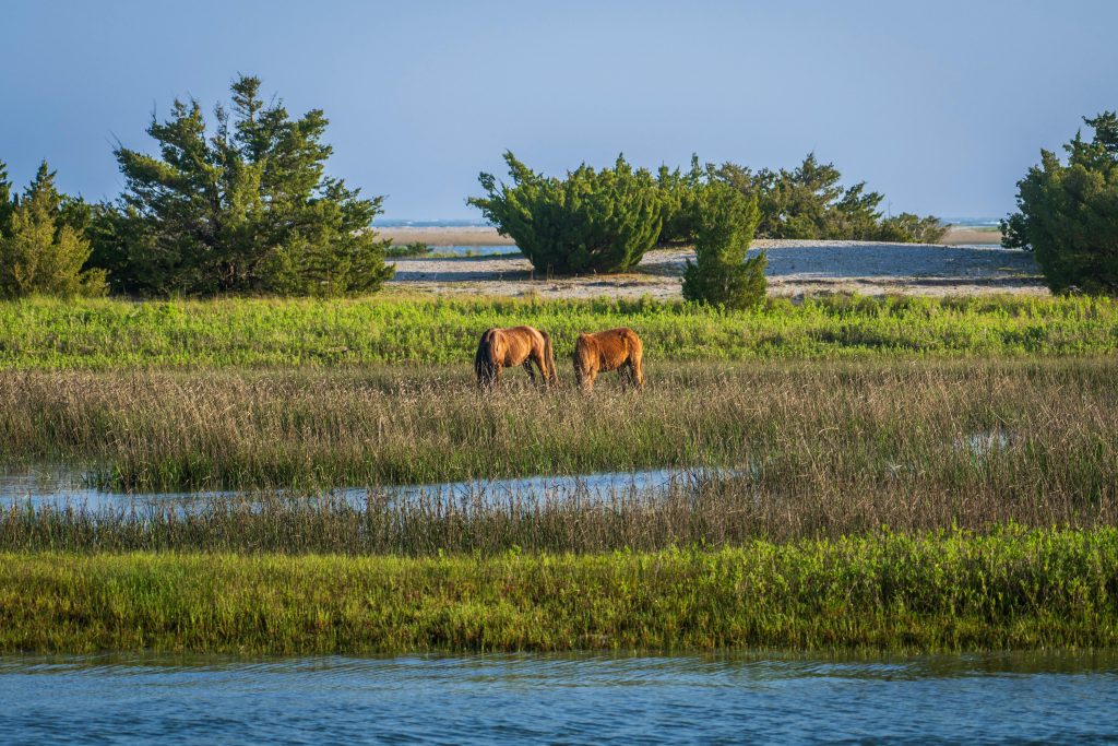 Assateague Island